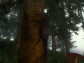 TheForest 2014-05-31 12-48-58-54.png